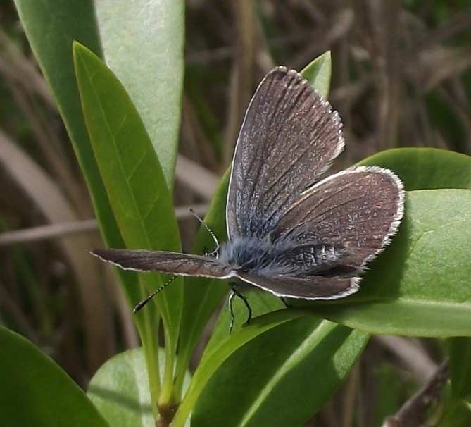 Cupido minimus Cupido minimus
